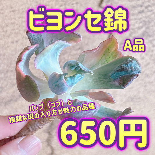 ビヨンセ錦　A品　カット苗