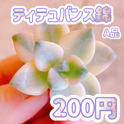 ティテュバンス錦　A品　カット苗