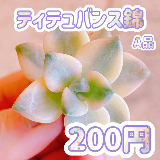 ティテュバンス錦　A品　カット苗