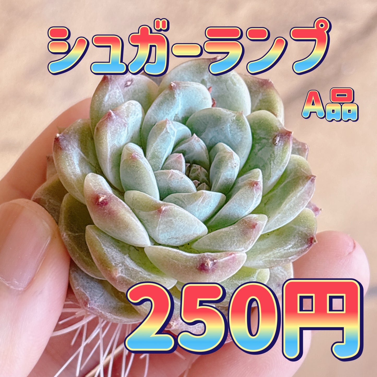 シュガーランプ　A品　カット苗