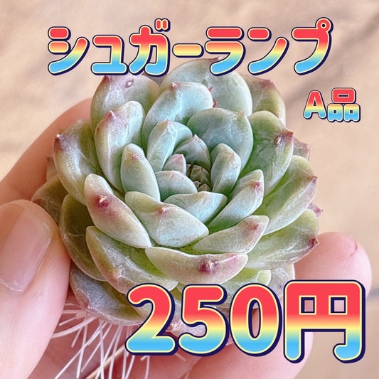 シュガーランプ　A品　カット苗
