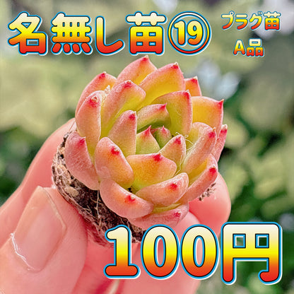 名無し苗１９　A品　プラグ苗