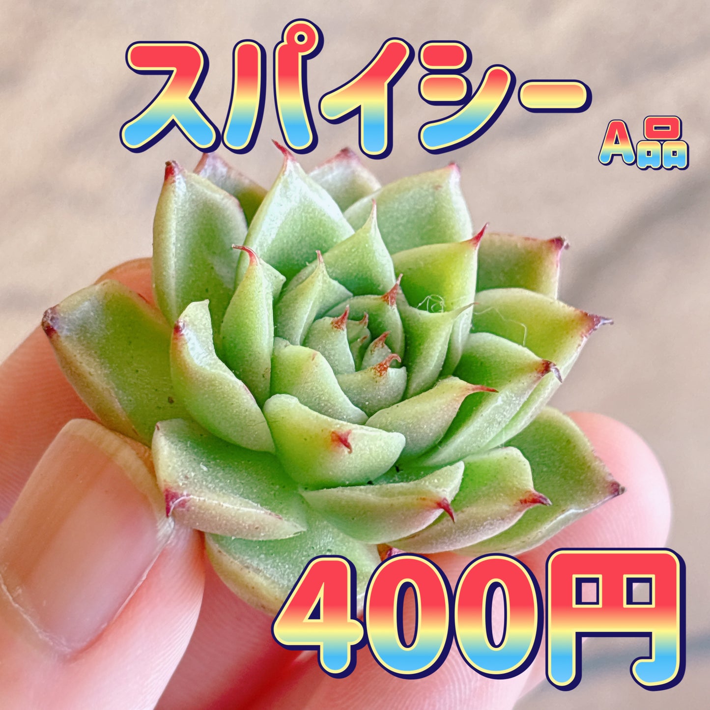 スパイシー　A品　カット苗