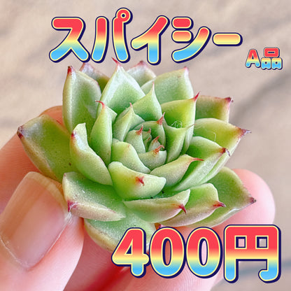 スパイシー　A品　カット苗