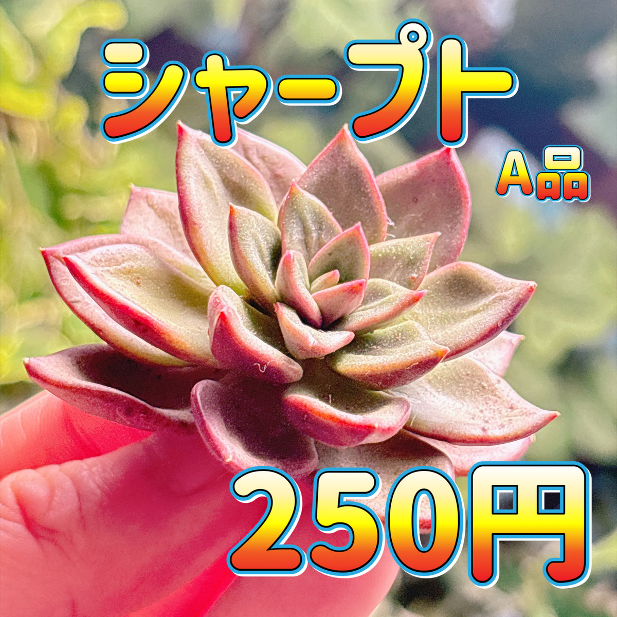 シャープト　A品　カット苗