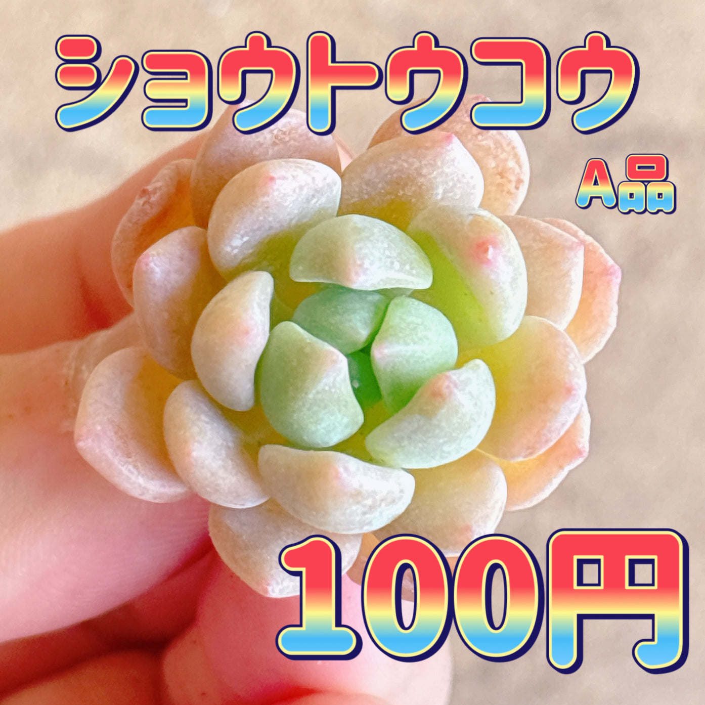 ショウトウコウ　A品　カット苗