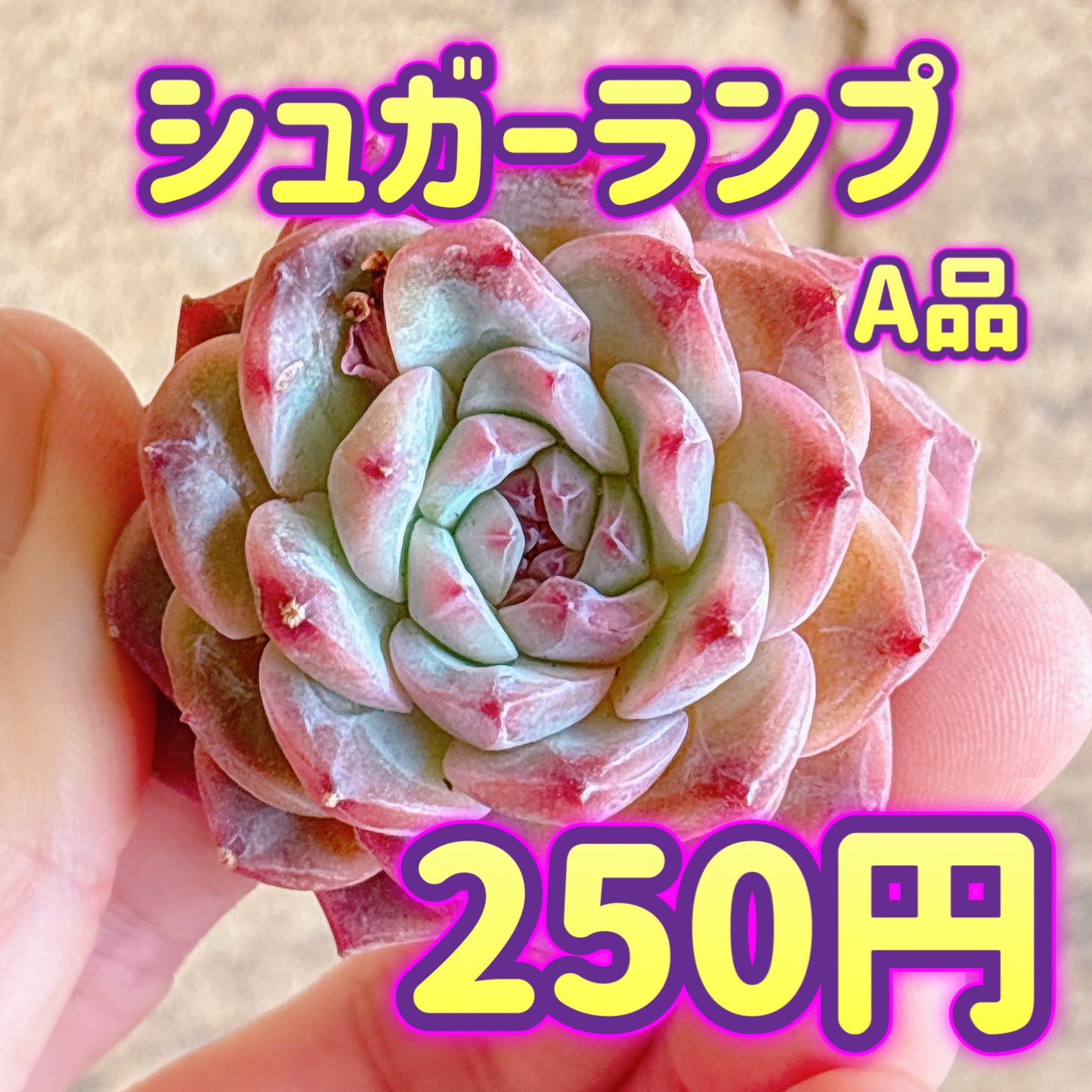 シュガーランプ　A品　カット苗