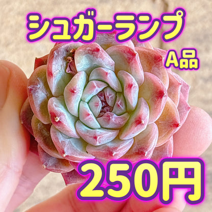 シュガーランプ　A品　カット苗