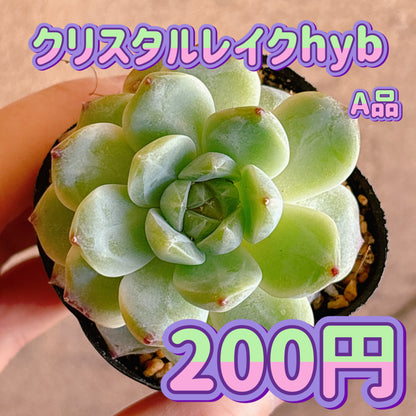 クリスタルレイクhyb　A品　根付き苗
