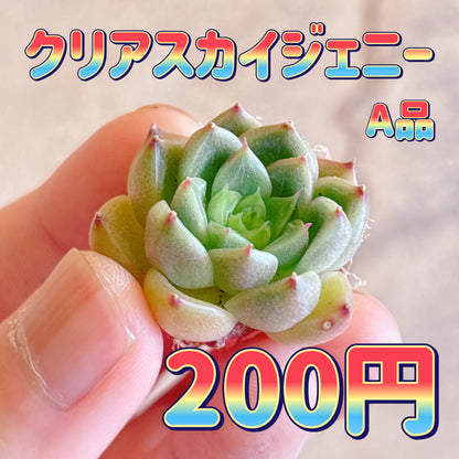 クリアスカイジェニー　A品　カット苗