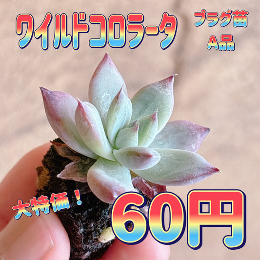 ワイルドコロラータ　A品　プラグ苗