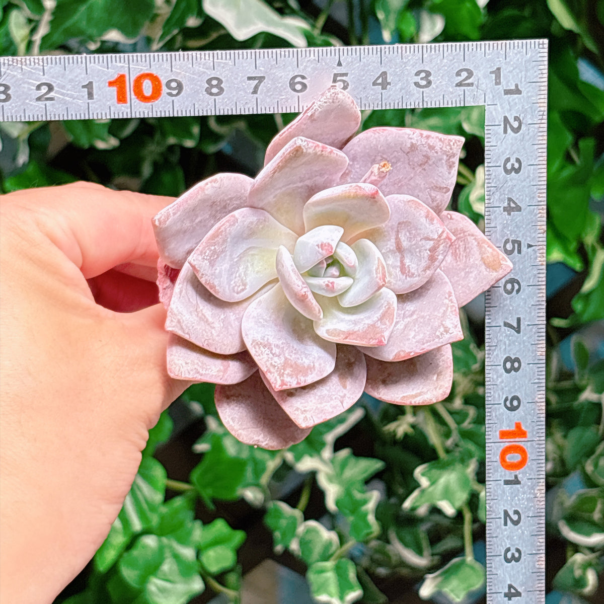 ペーンティングスノー　A品　カット苗