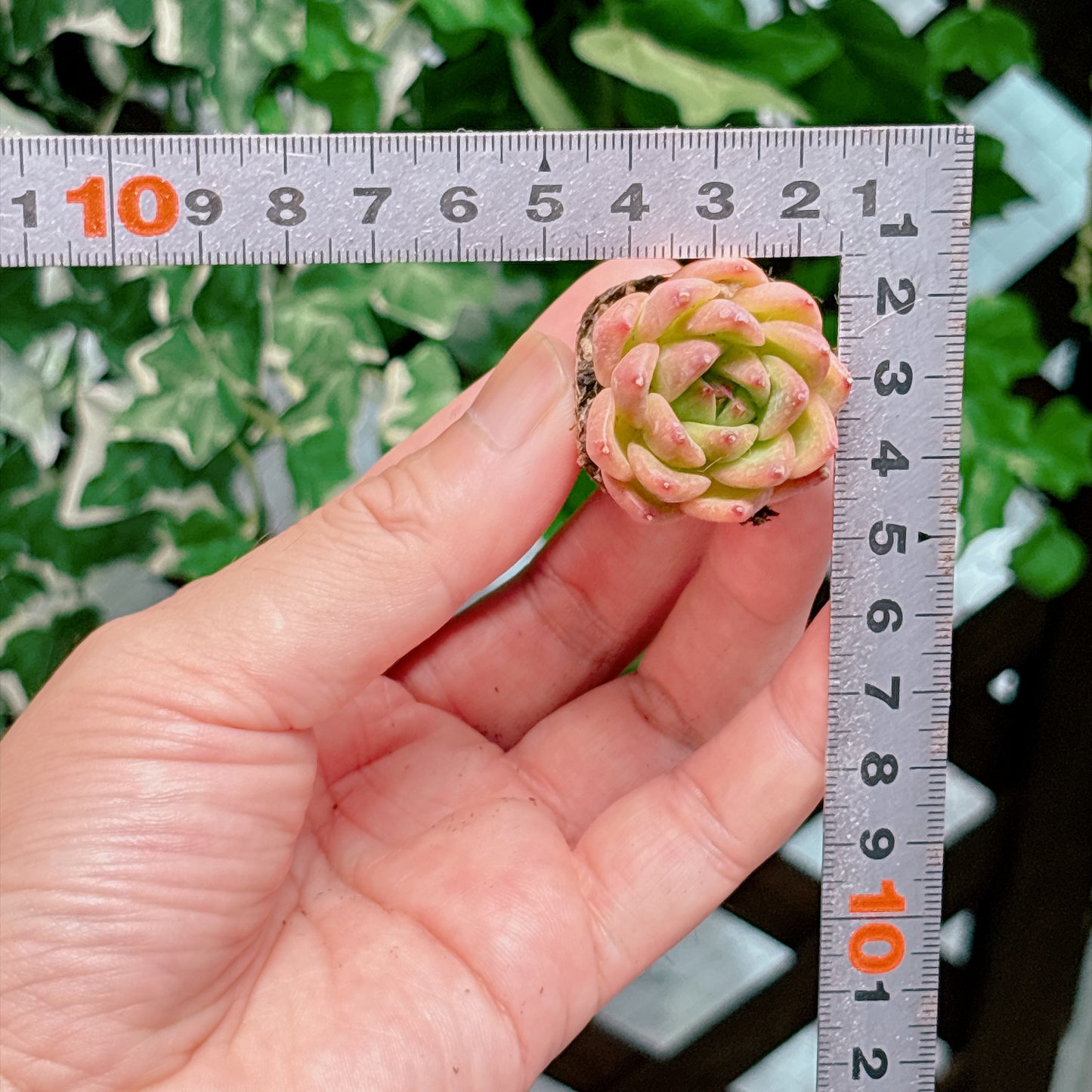 名無し苗１９　A品　プラグ苗