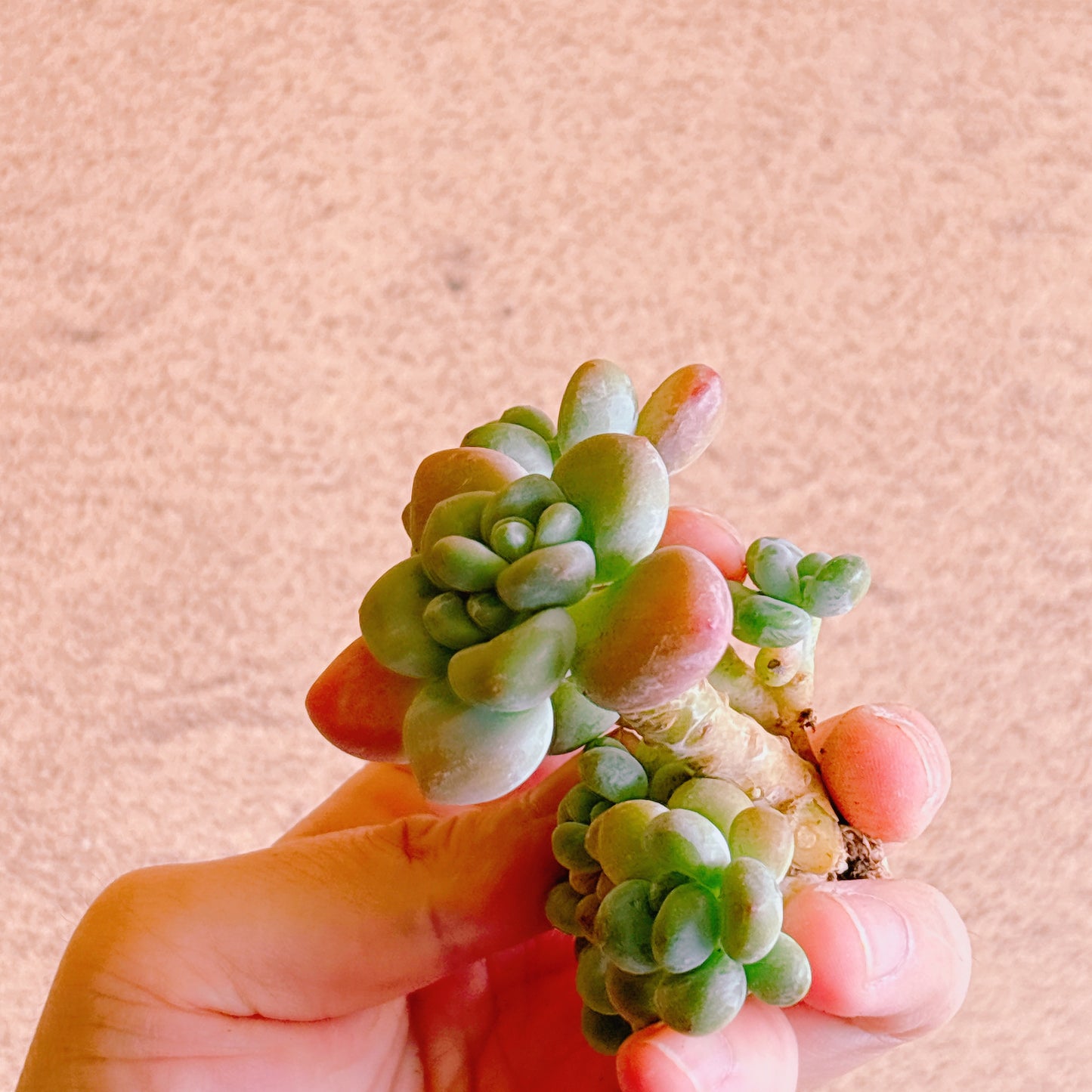 トム・サム　A品　カット苗　134-19