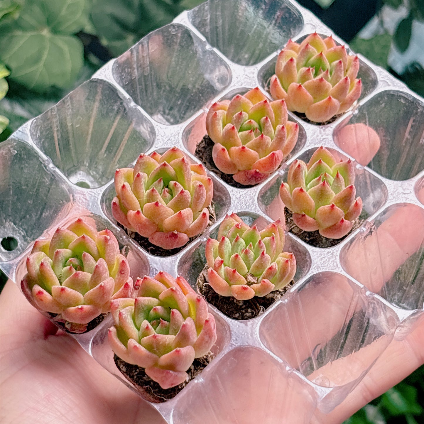 名無し苗１９　A品　プラグ苗