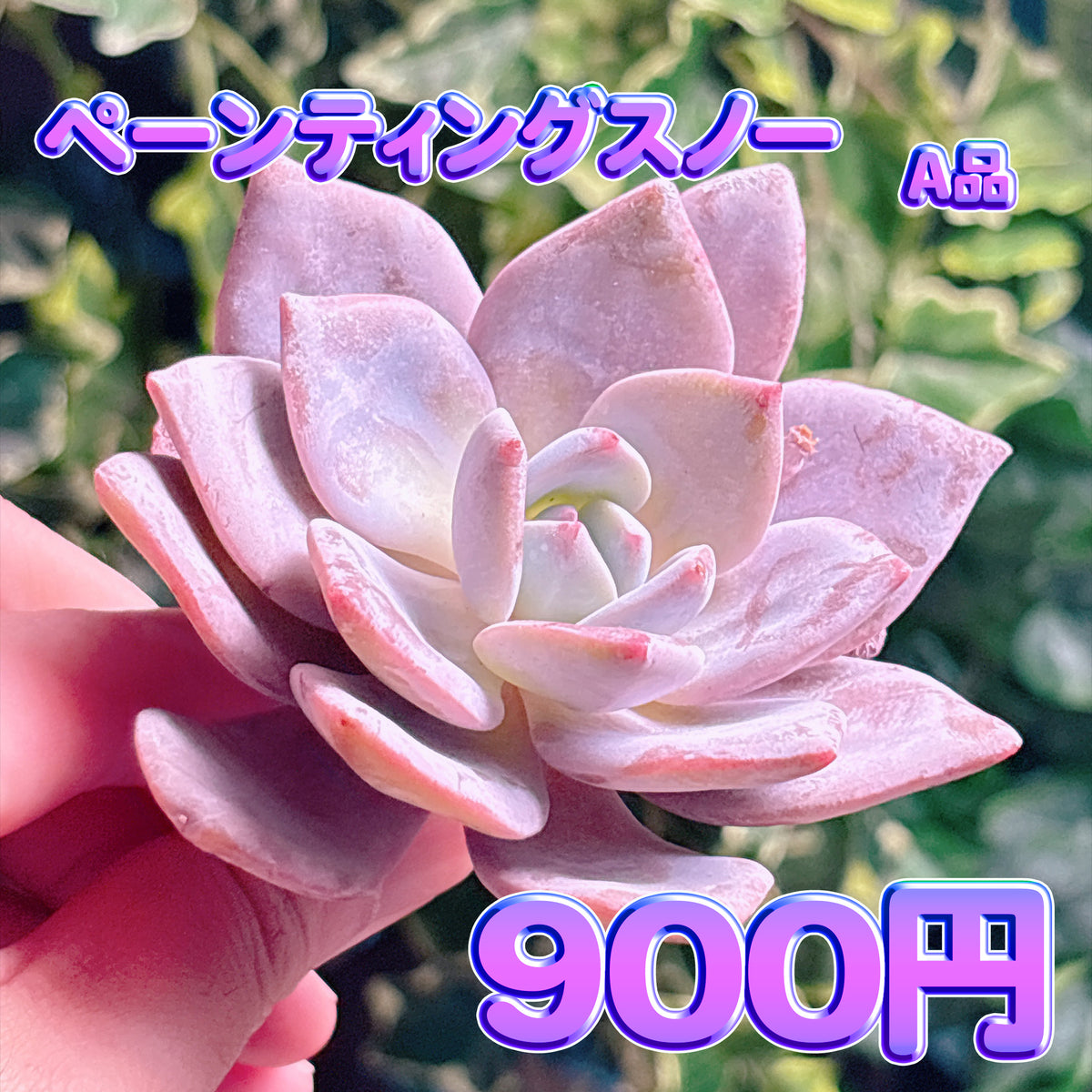 ペーンティングスノー　A品　カット苗