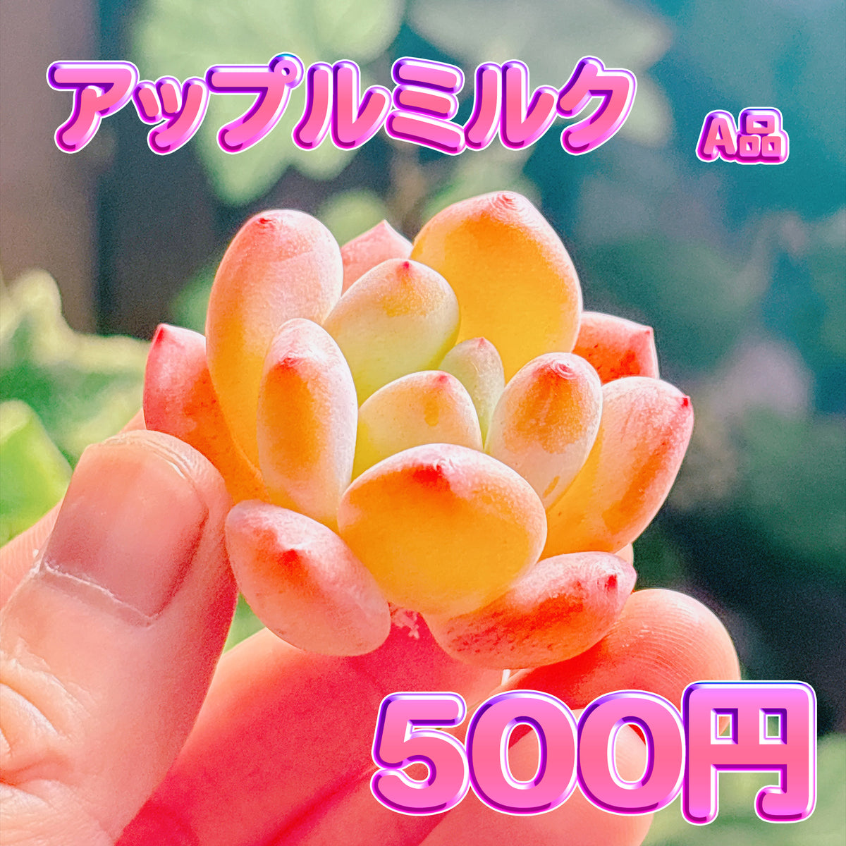 アップルミルク　A品　カット苗