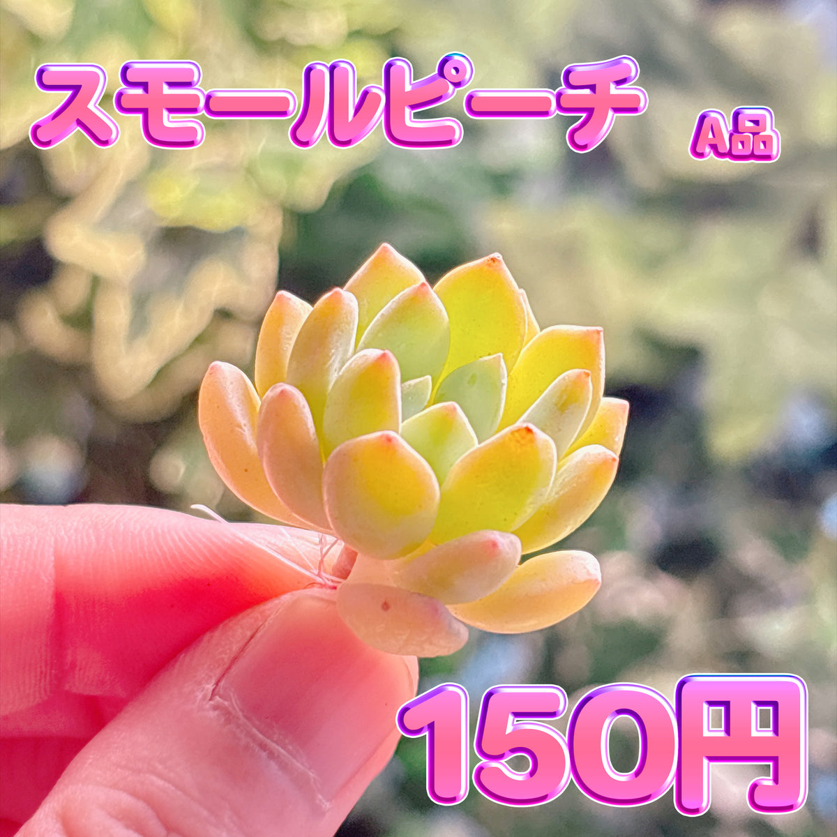 スモールピーチ　A品　カット苗