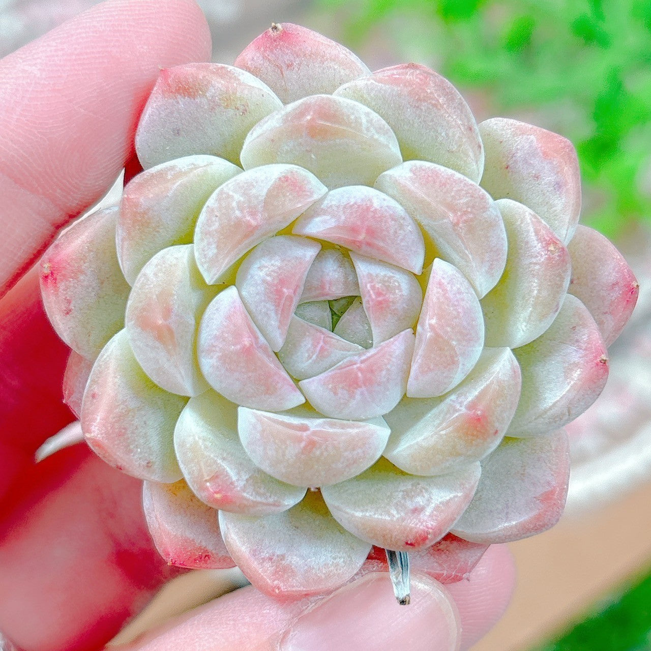 白桃ソーダ A品 – Bull Succulent
