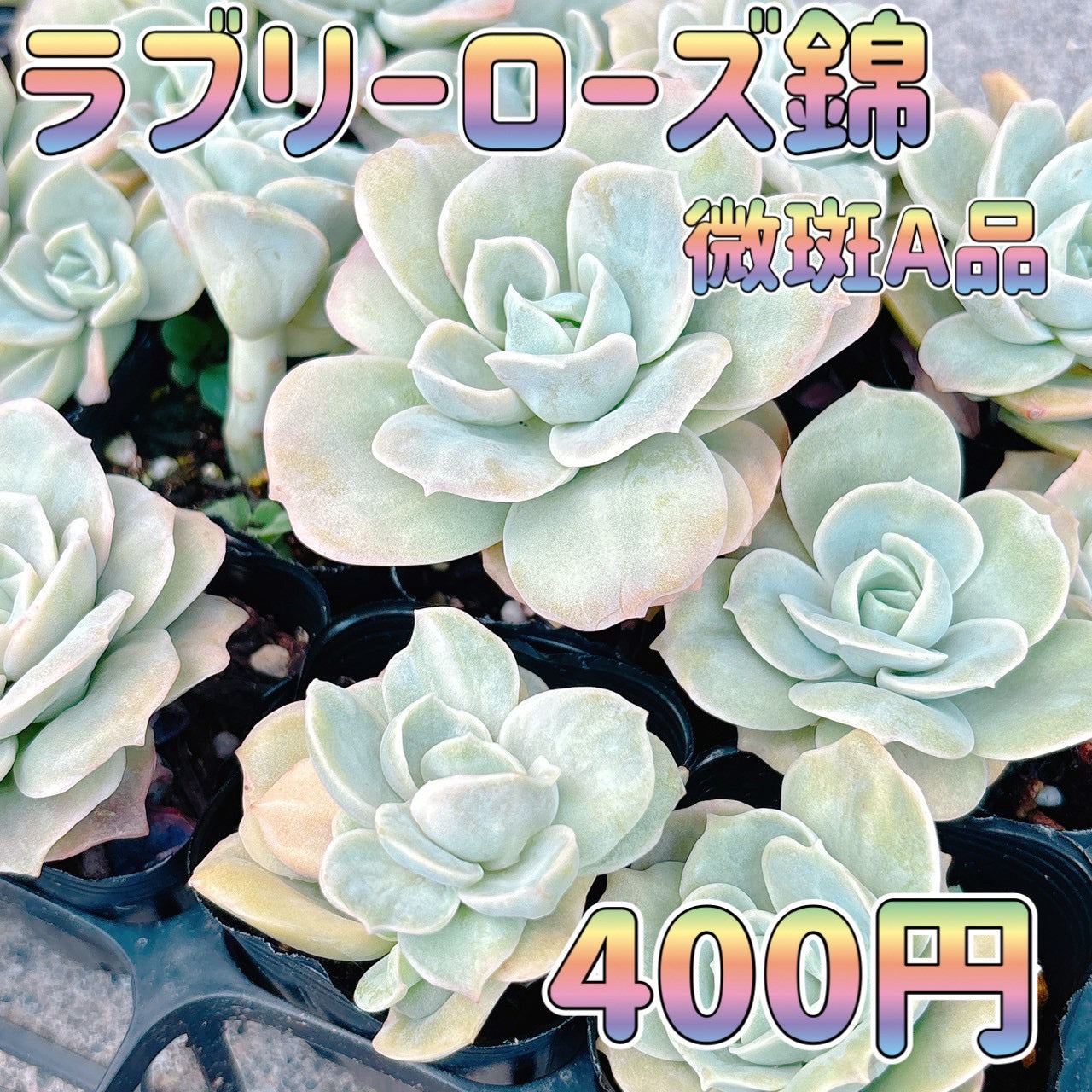 ラブリーローズ錦　微斑　A品