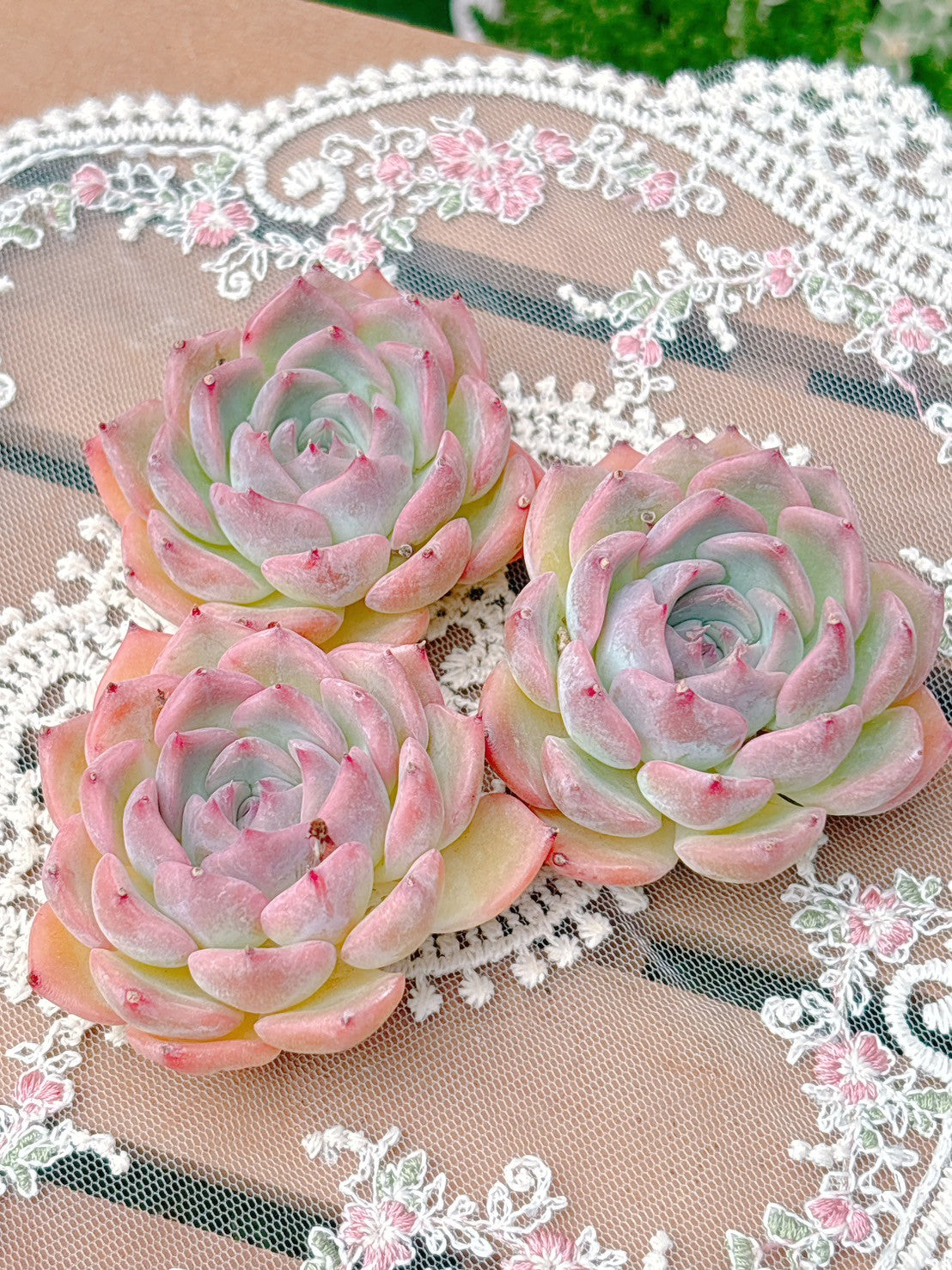 キャラリアン　A品
