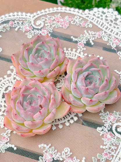 キャラリアン　A品