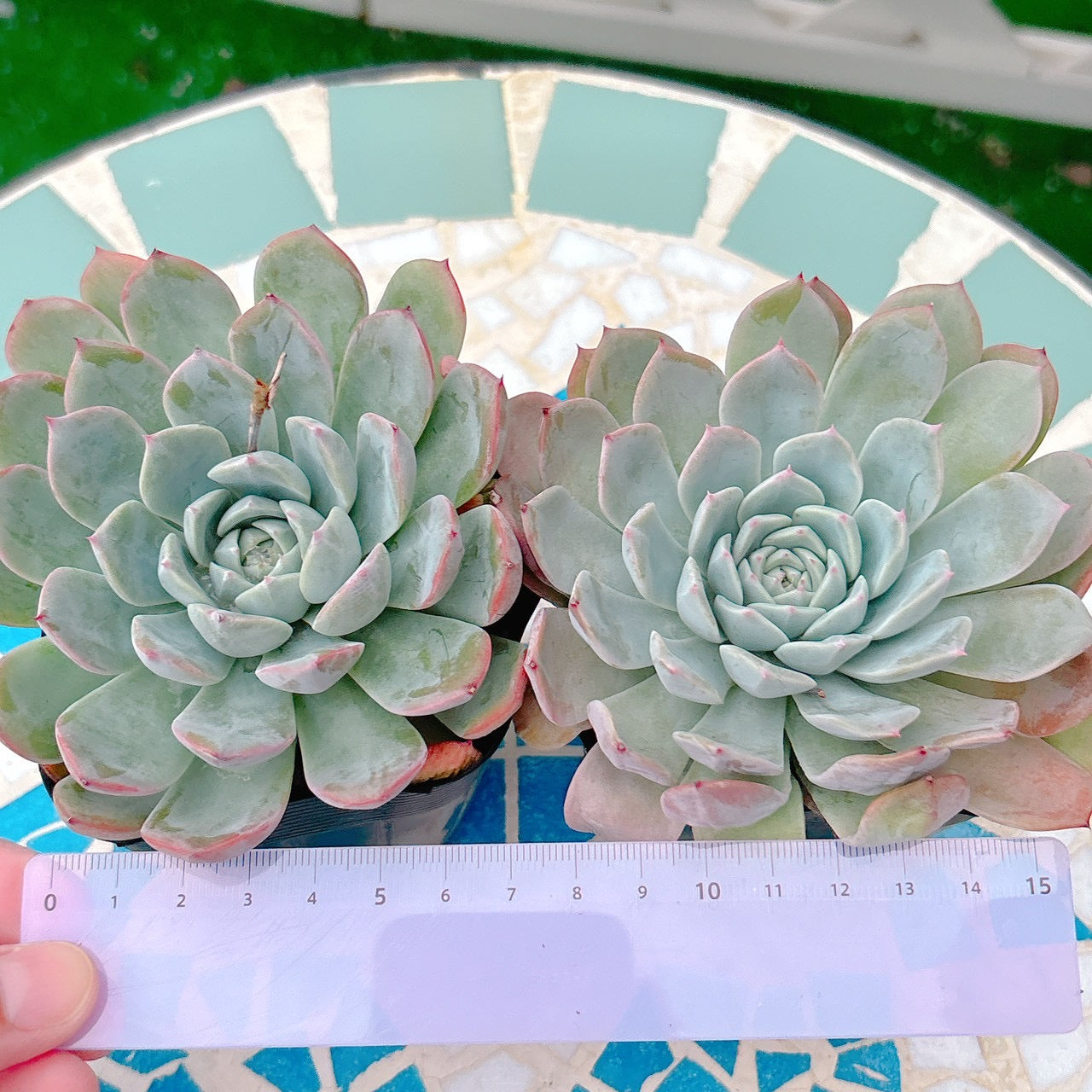 苺ティピ 多肉植物 苺ティピ 多肉植物 8d74c07f5b63e8a018c5a78504fba9