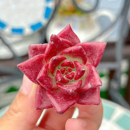 ロメオルビン　A品
