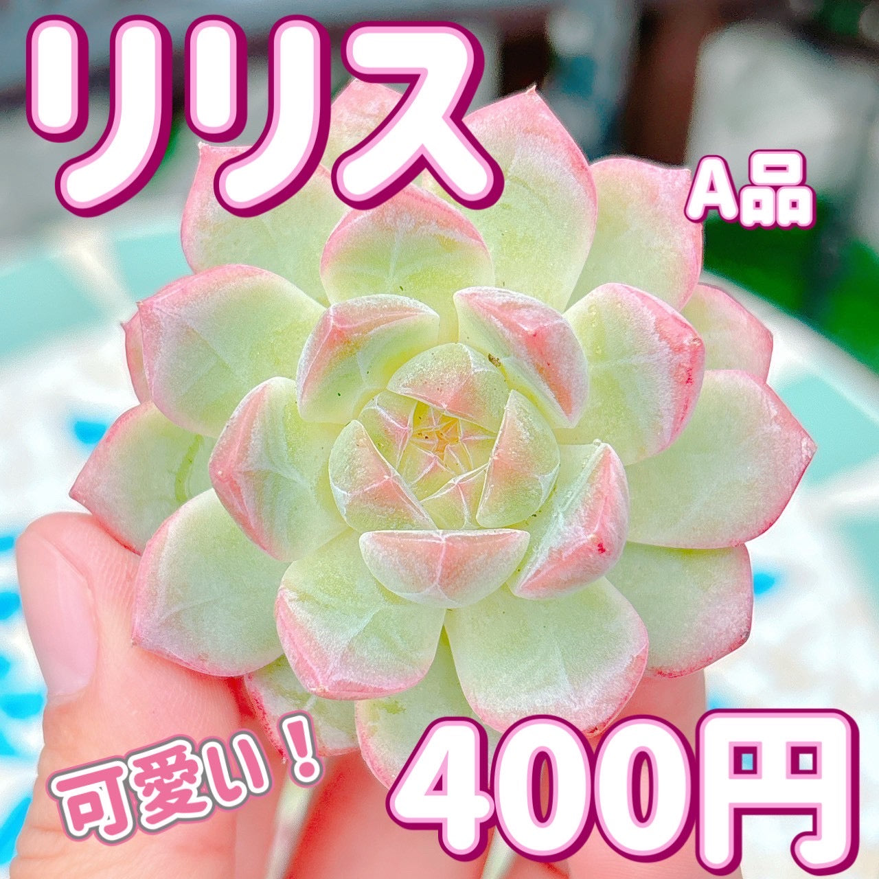 リリス　A品