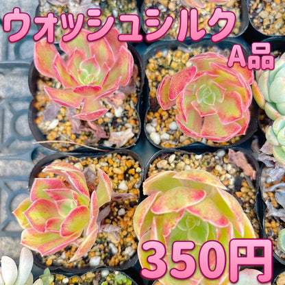 ウォッシュシルク　A品