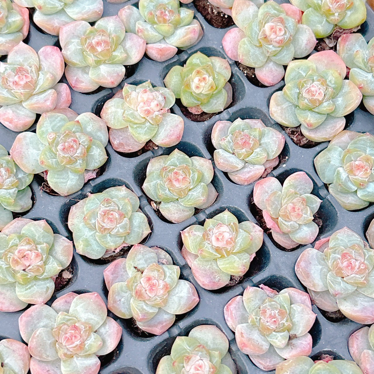 多肉植物❤️確認ページとなります。お買い上げにならないようお願い致します。 多肉植物】可愛い苗購入しました❣️ - YouTube