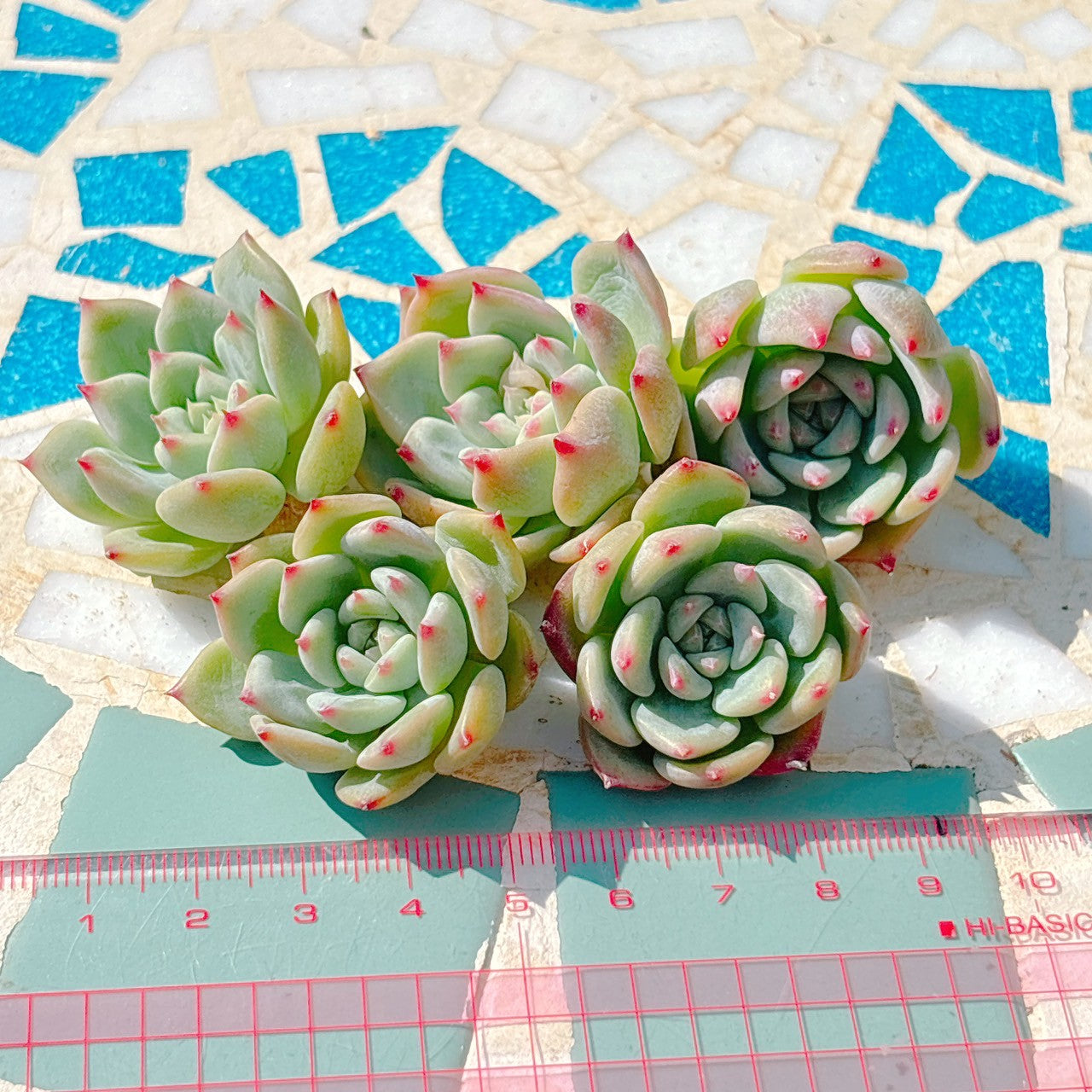 AKマリア　A品　小苗