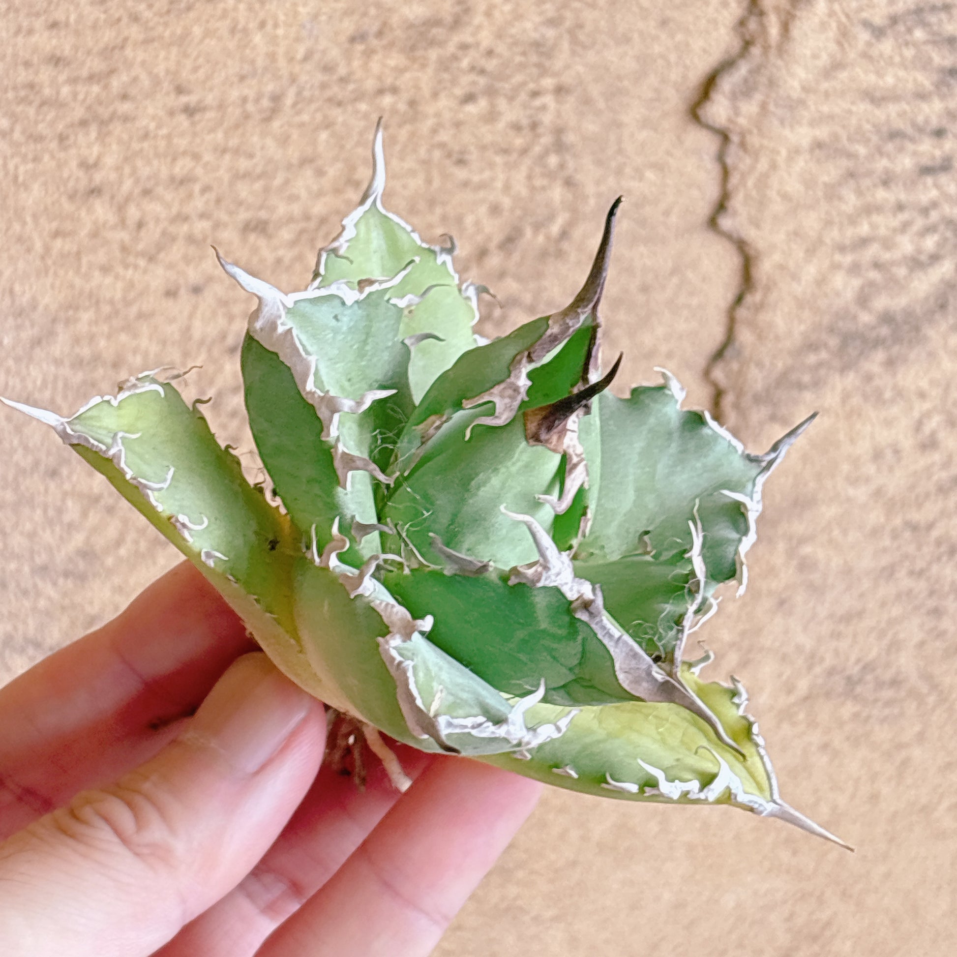多肉植物