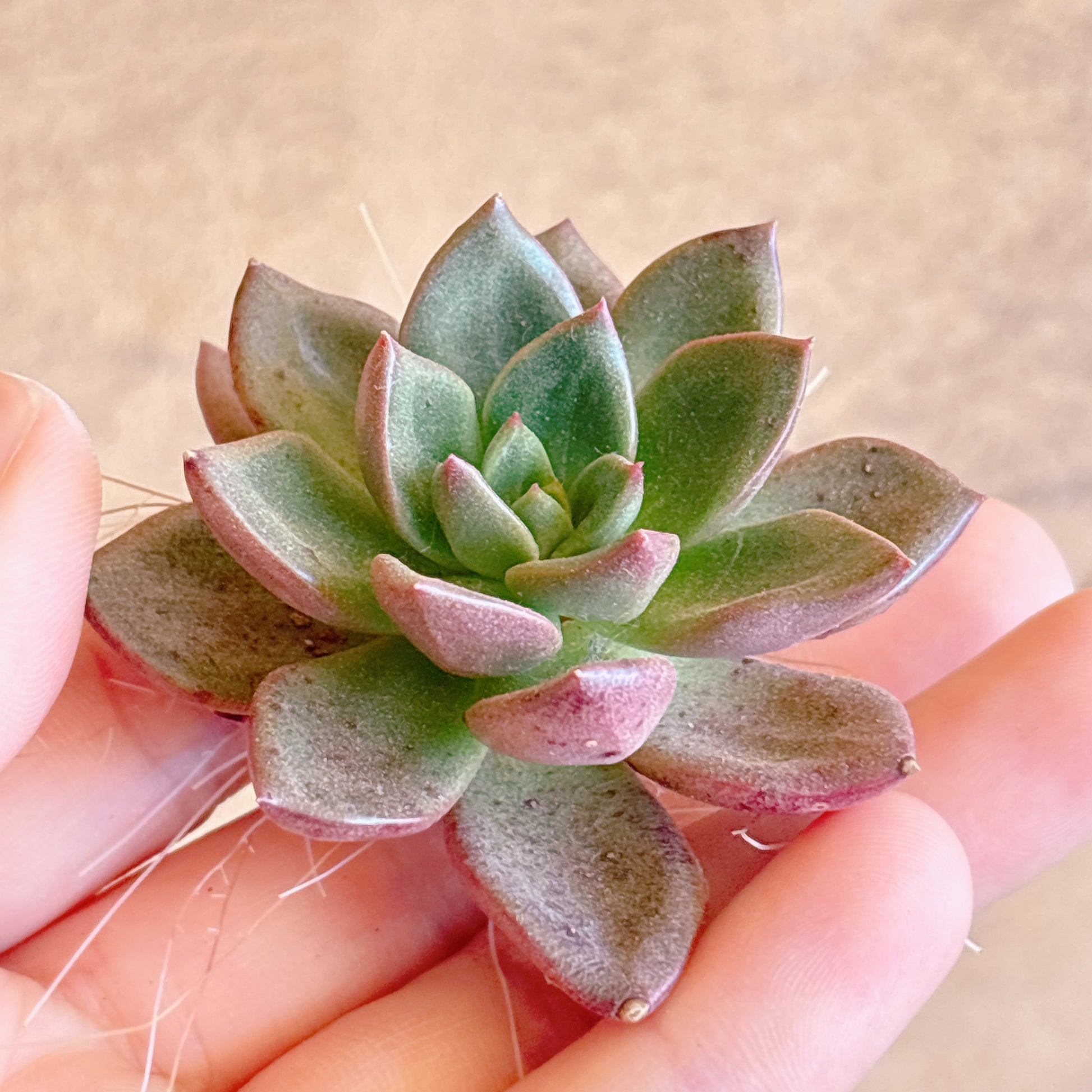 多肉植物