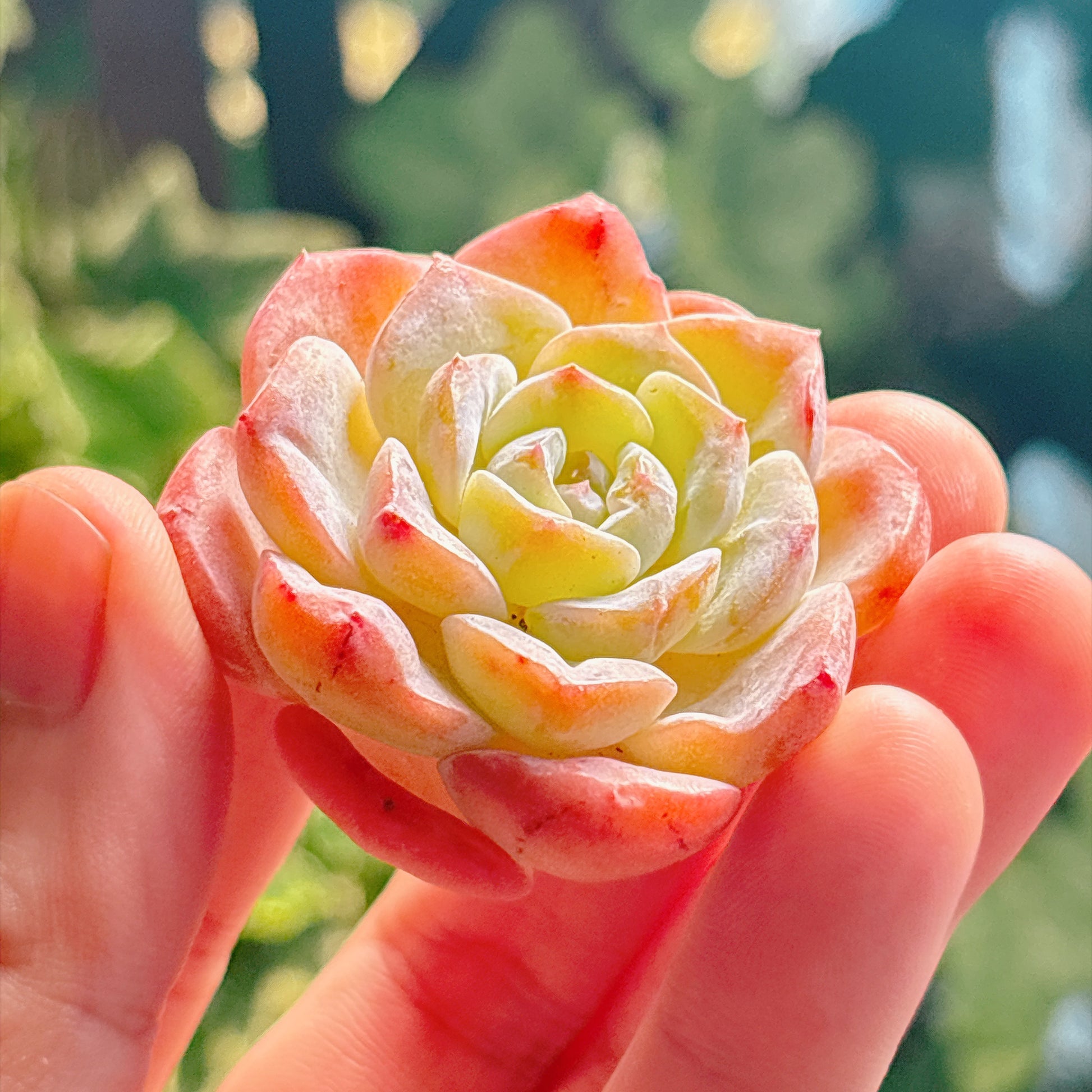 多肉植物