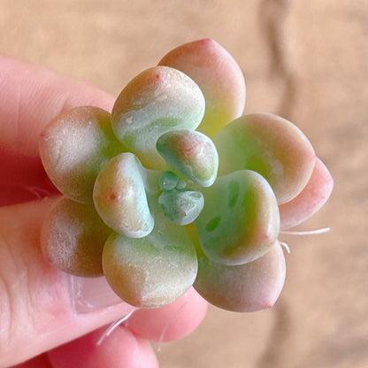 多肉植物