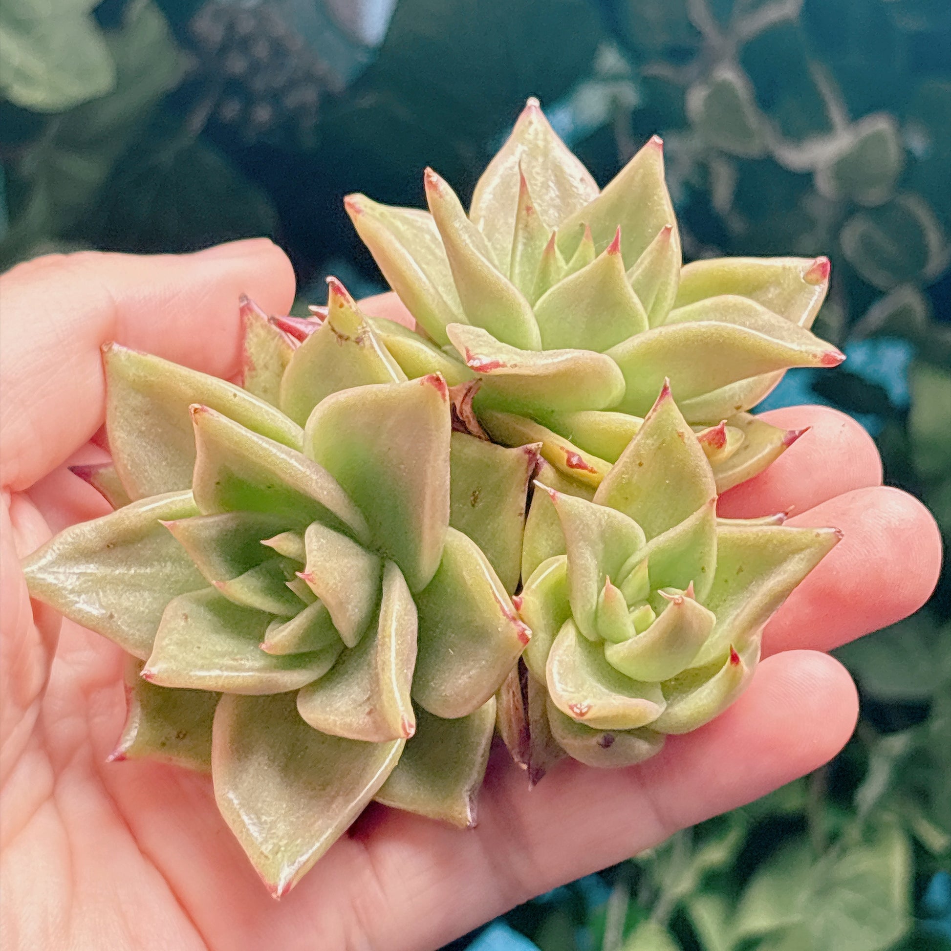 多肉植物