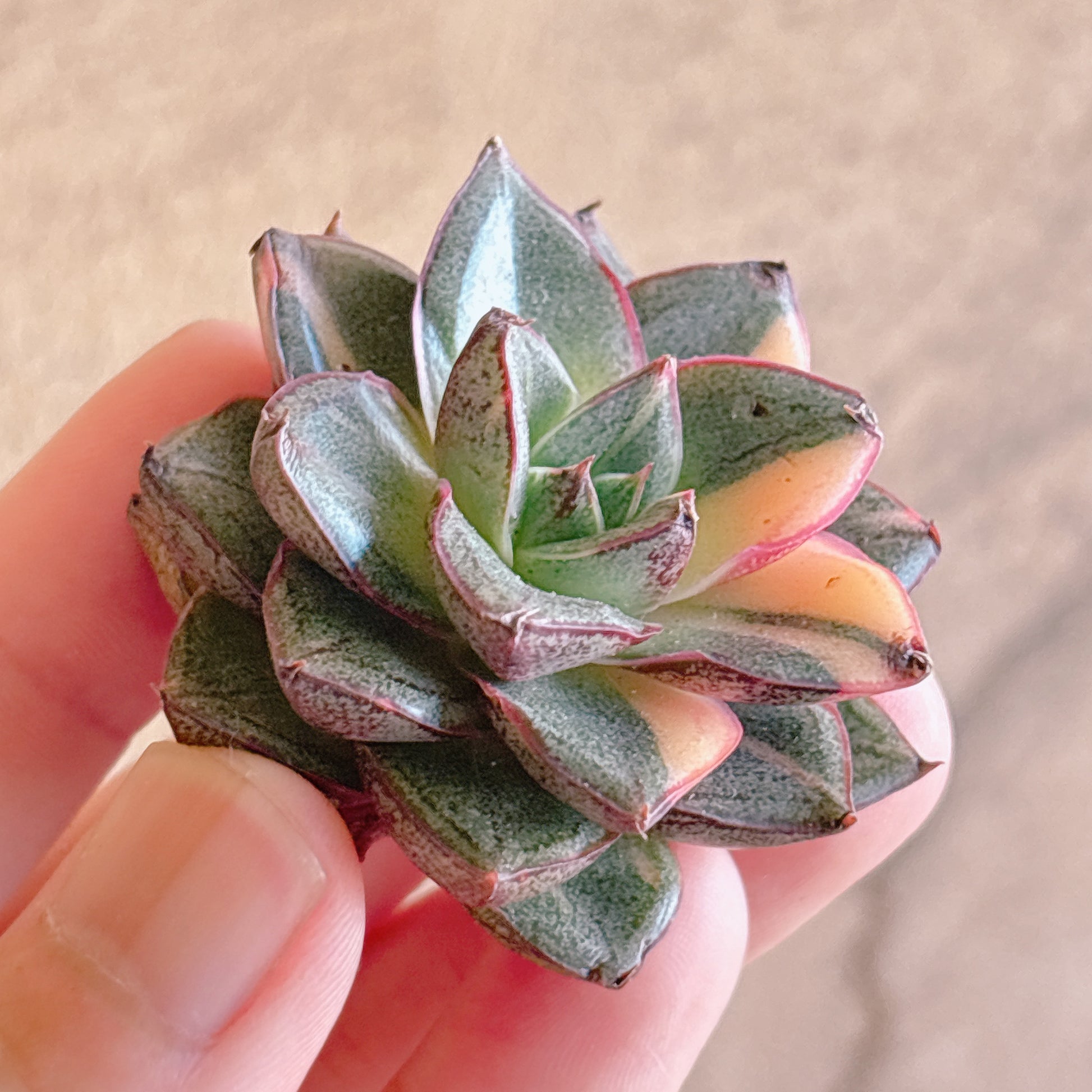 多肉植物