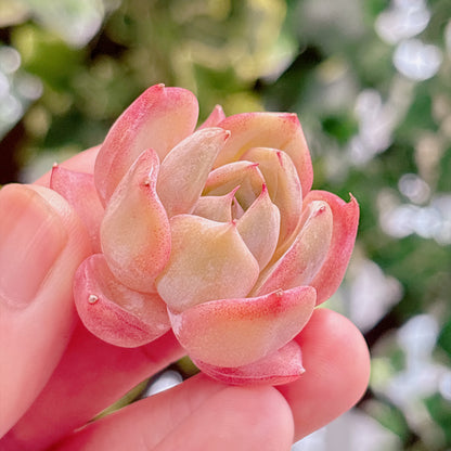 多肉植物