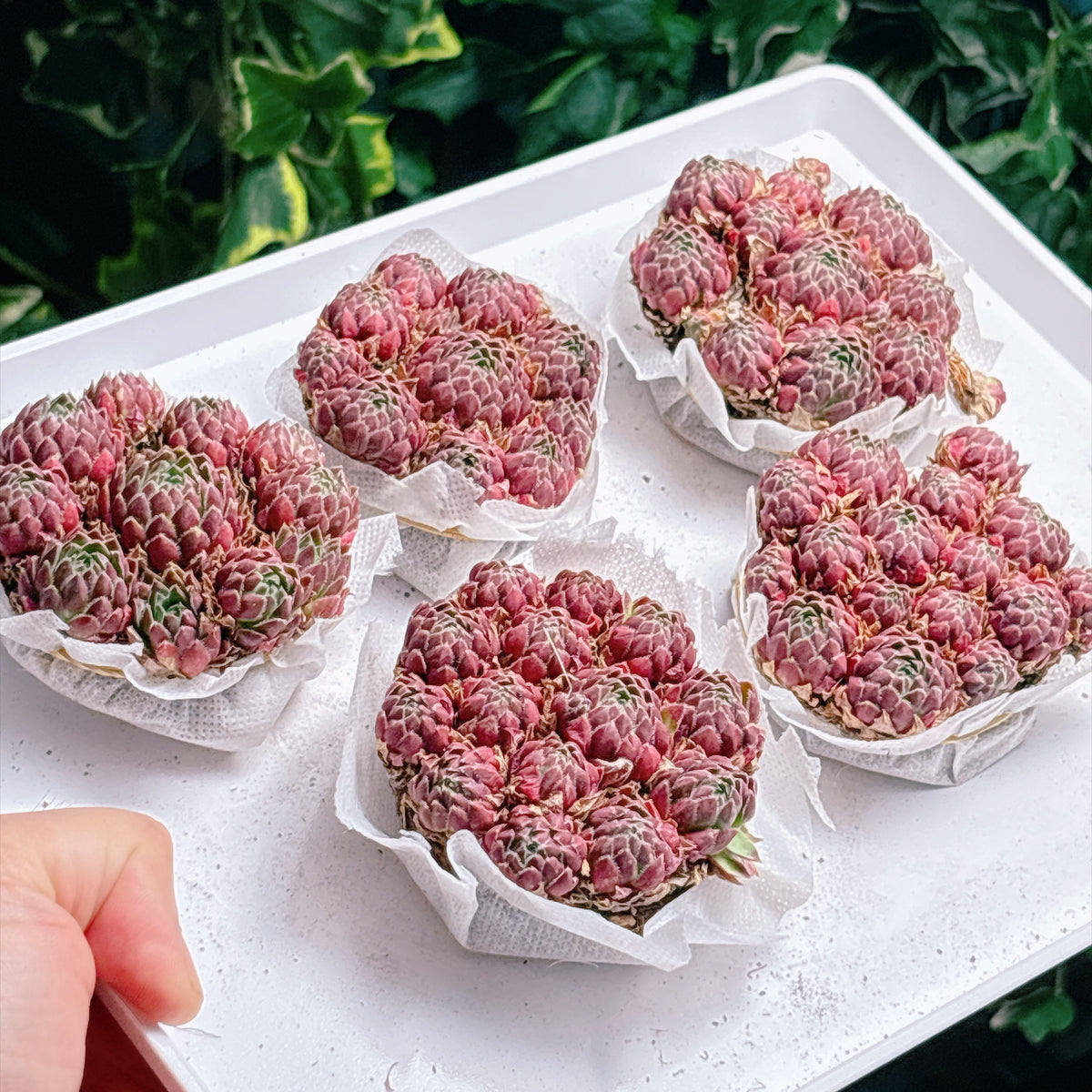 多肉植物