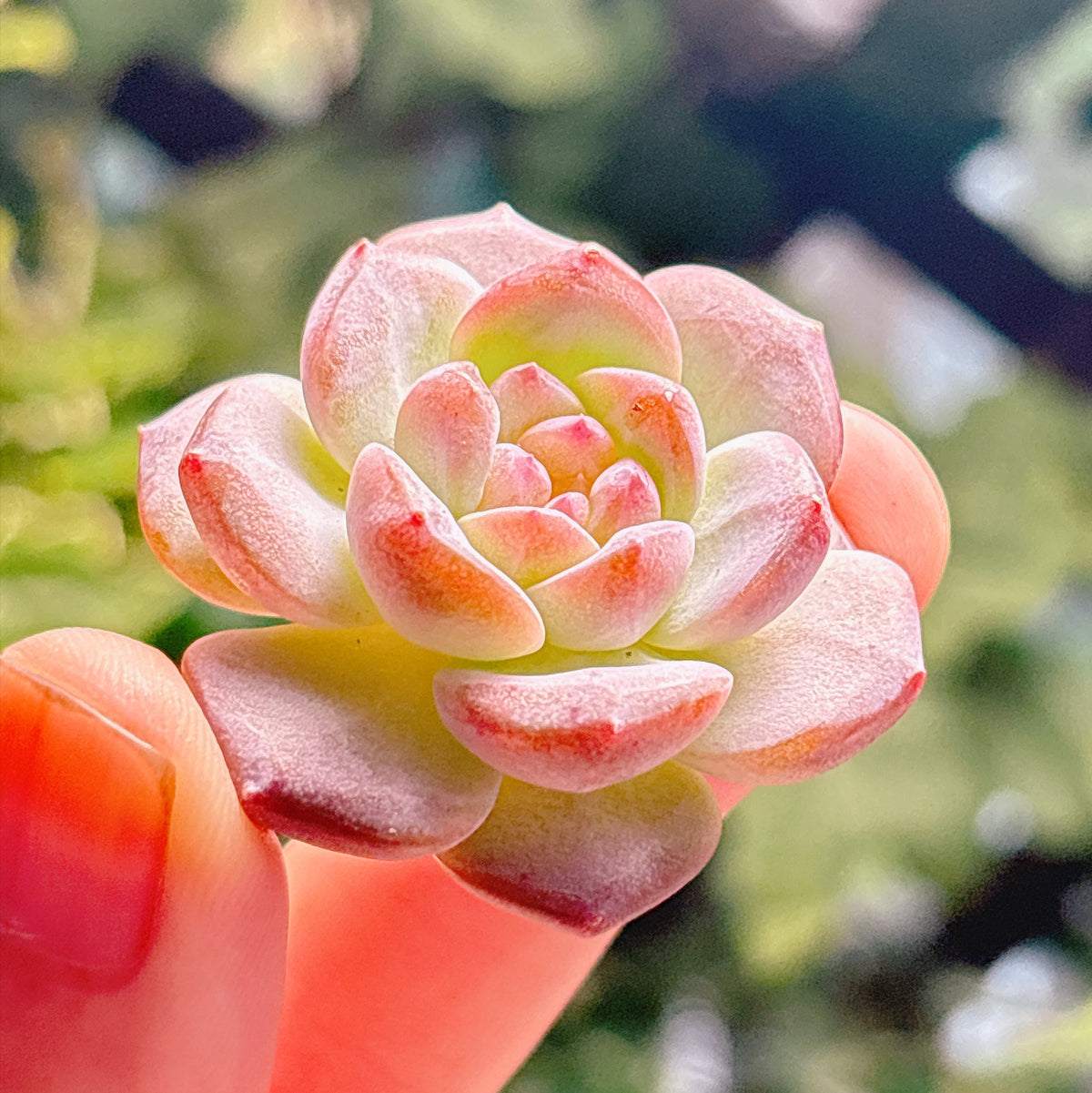 多肉植物