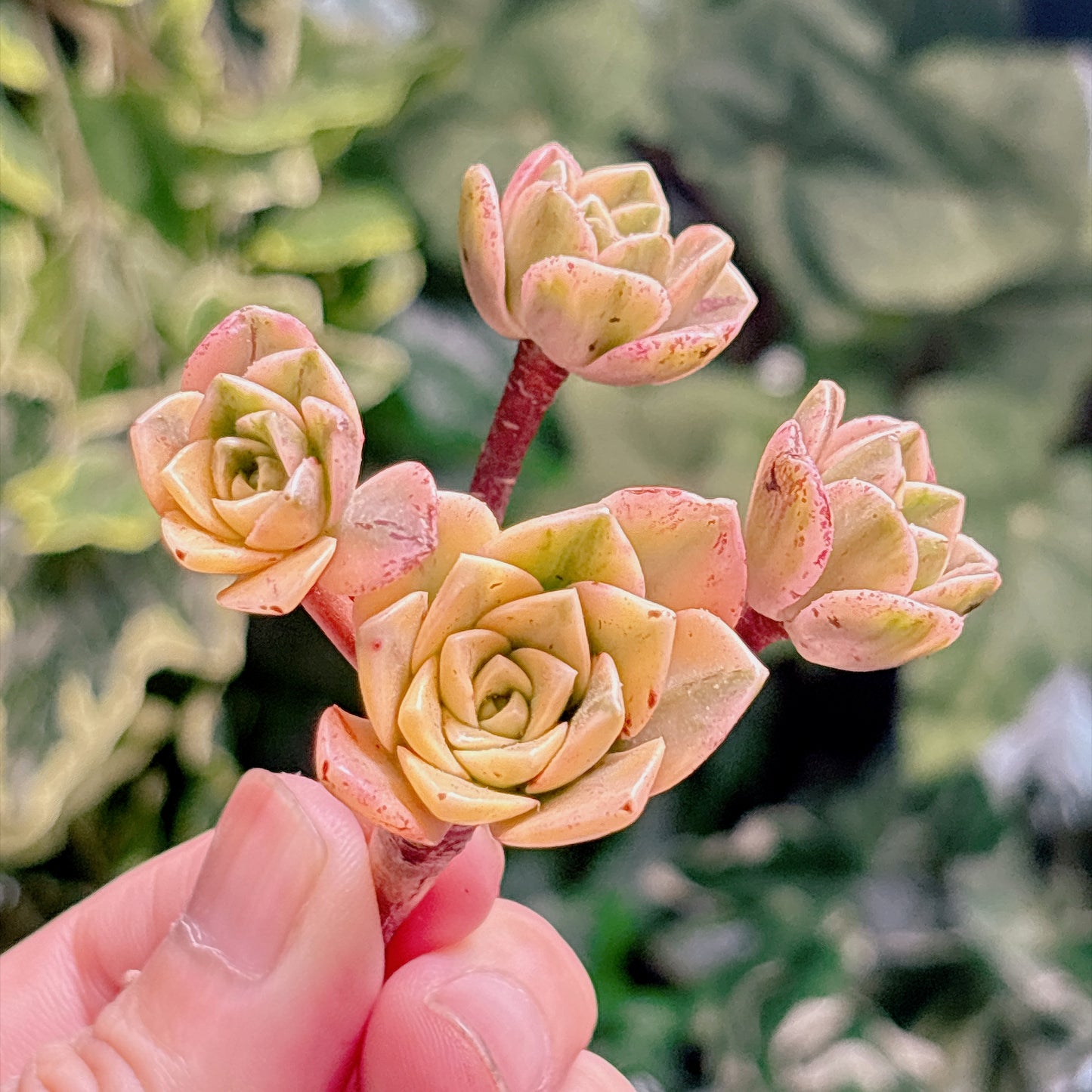 多肉植物