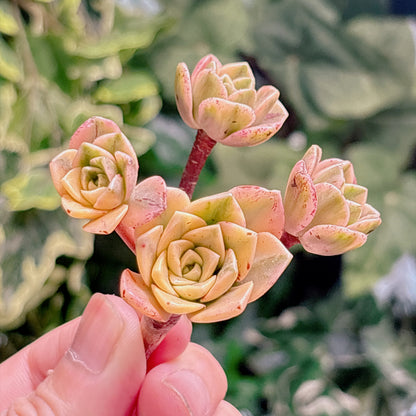 多肉植物