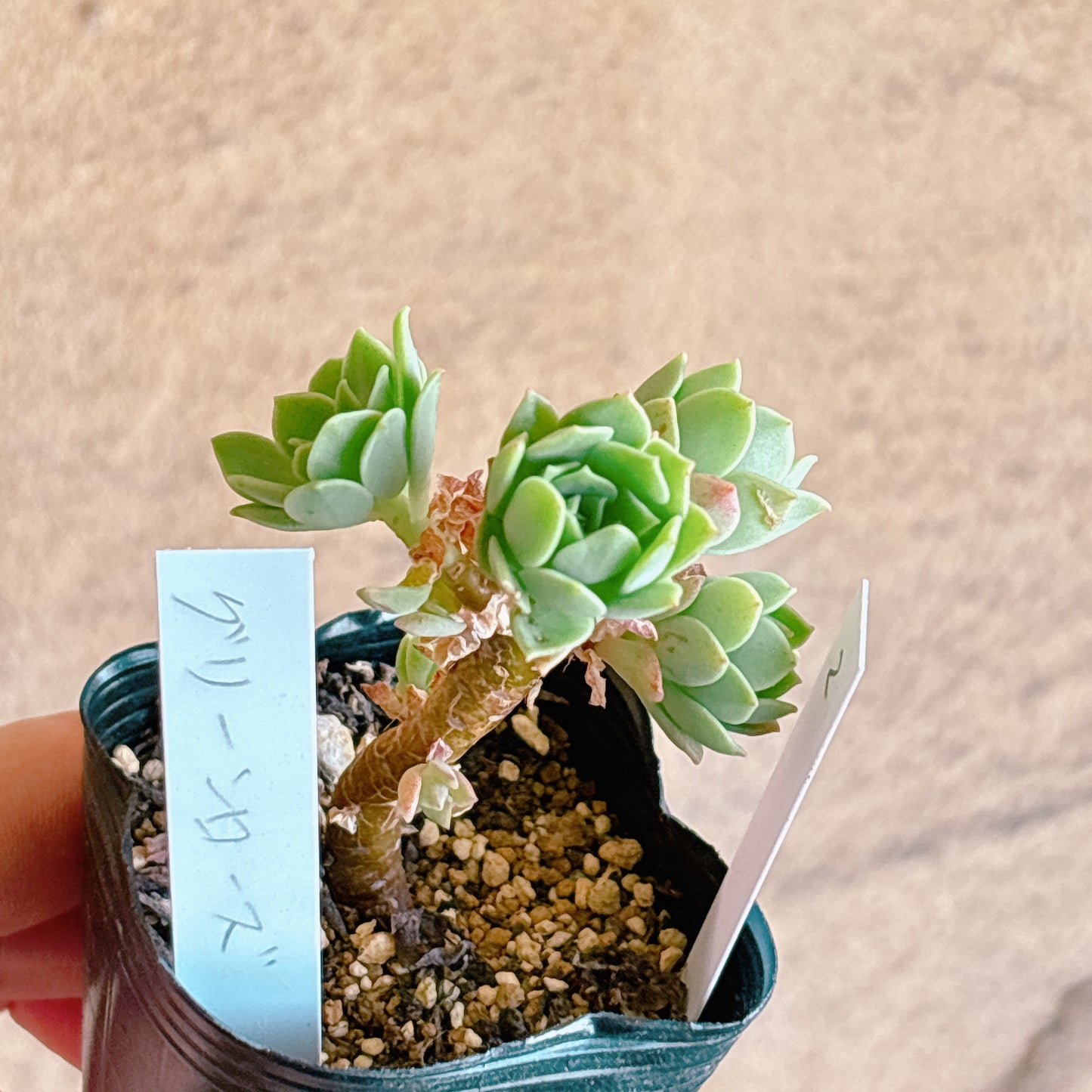 多肉植物