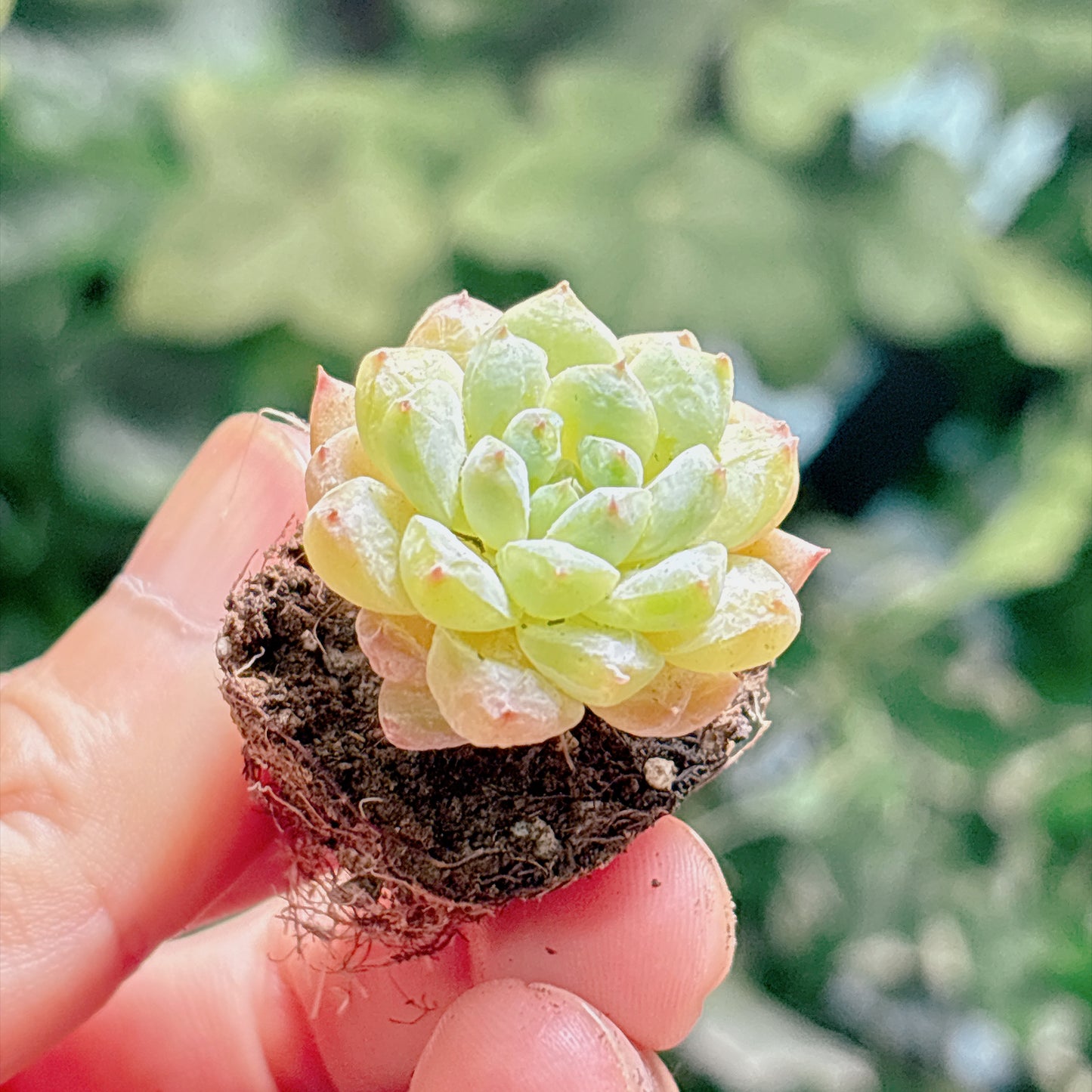 多肉植物
