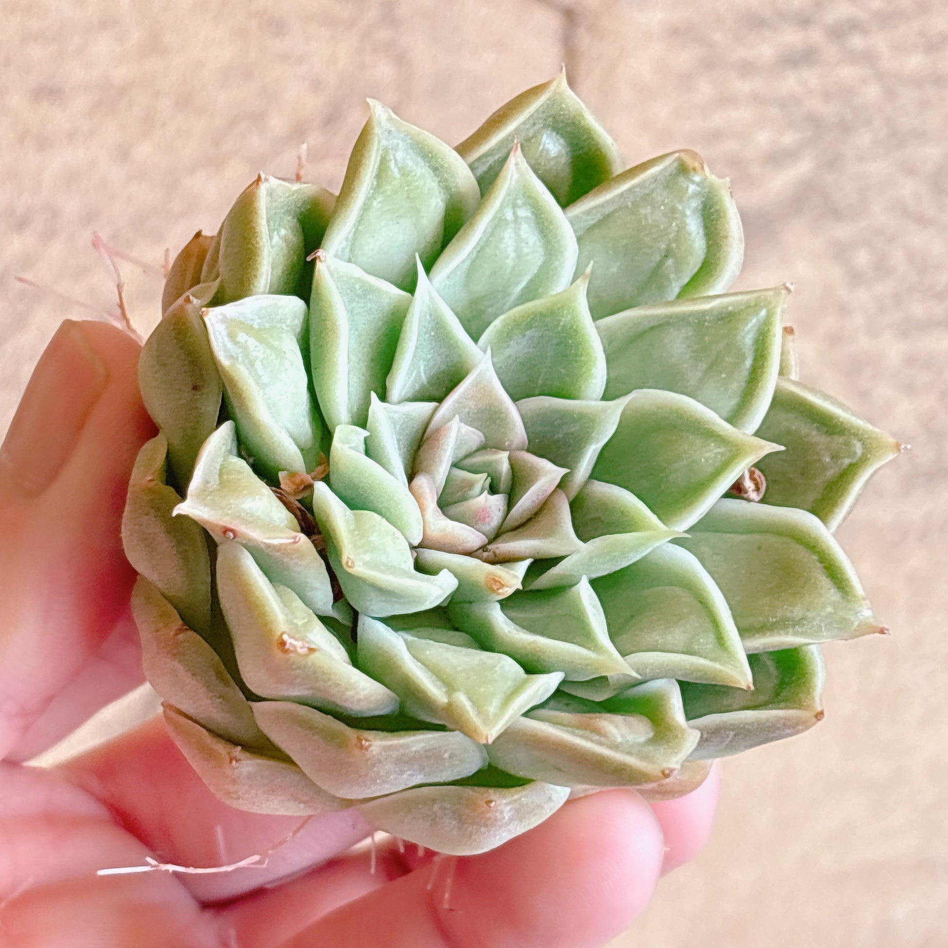 多肉植物