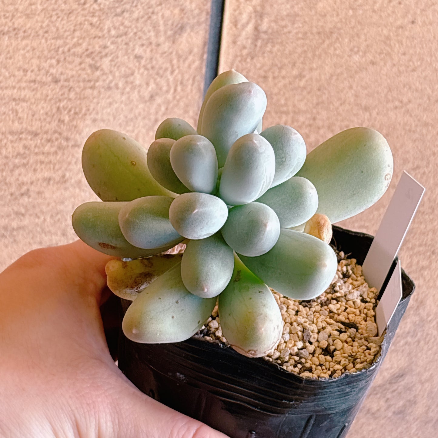多肉植物