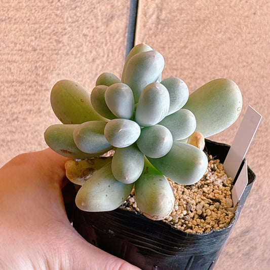 多肉植物