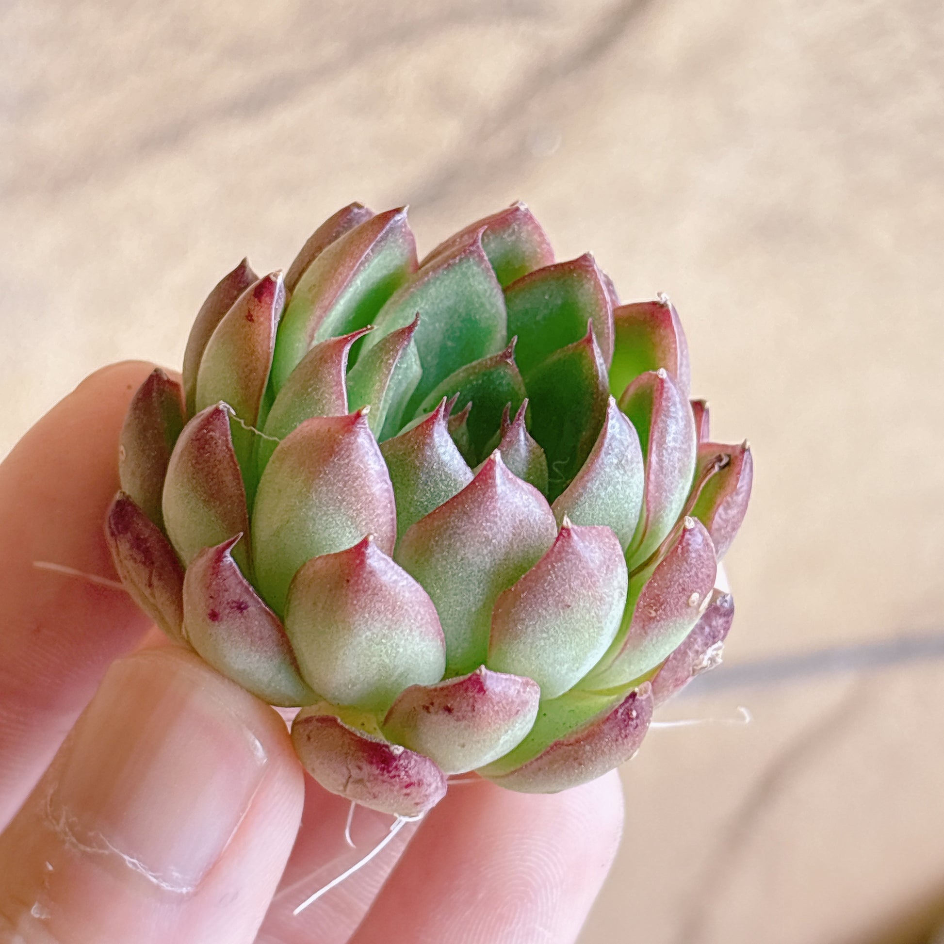 多肉植物