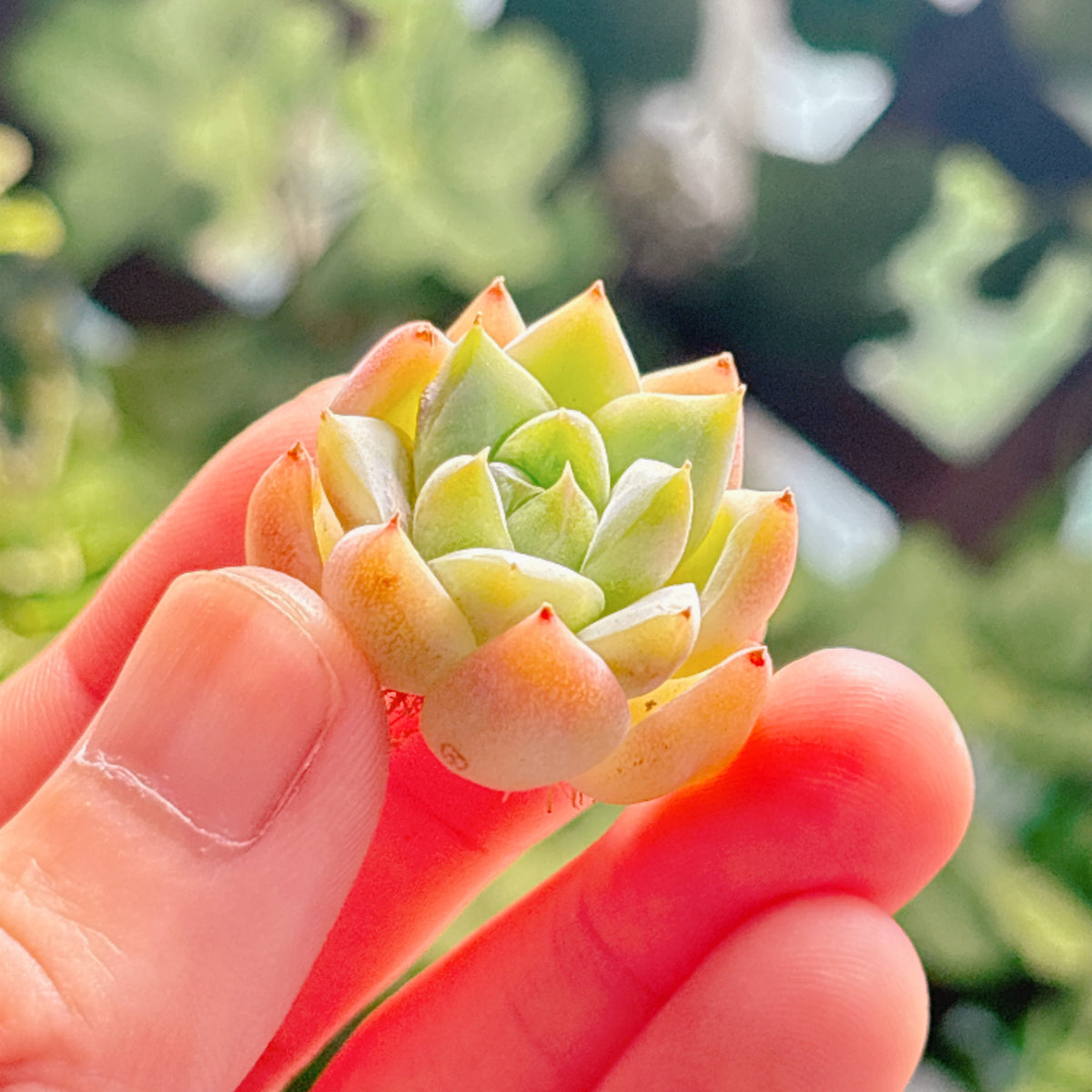 多肉植物